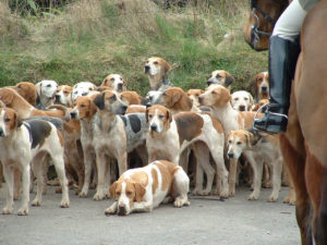 are hounds hard to train