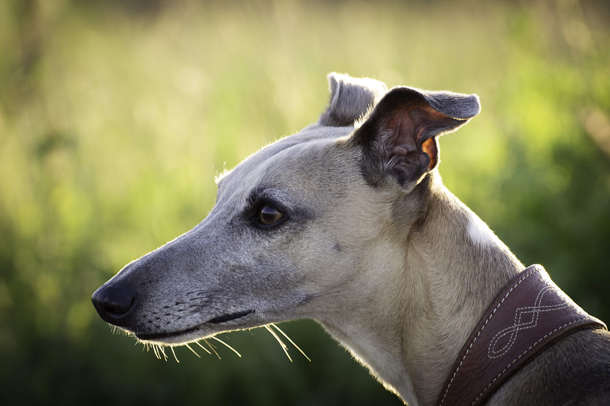 what is a sighthound dog