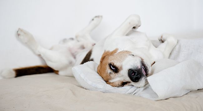 how do you get dog hair off bed sheets