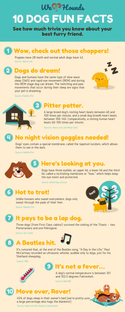 10 Dog Fun Facts 