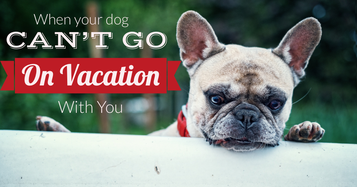 what-to-do-if-your-dog-can-t-go-on-vacation-with-you-we-heart-hounds