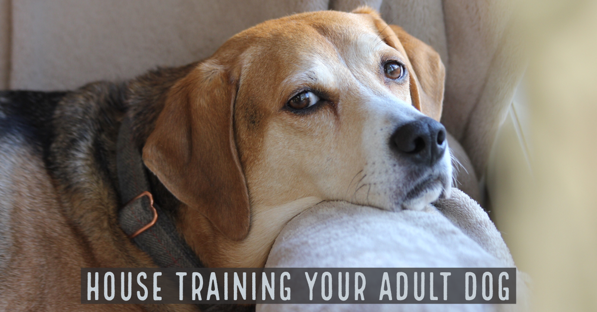 House training sale your adult dog