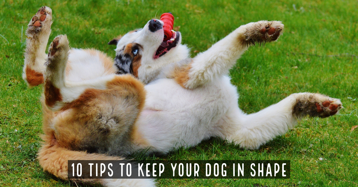 Get into shape along with your dog