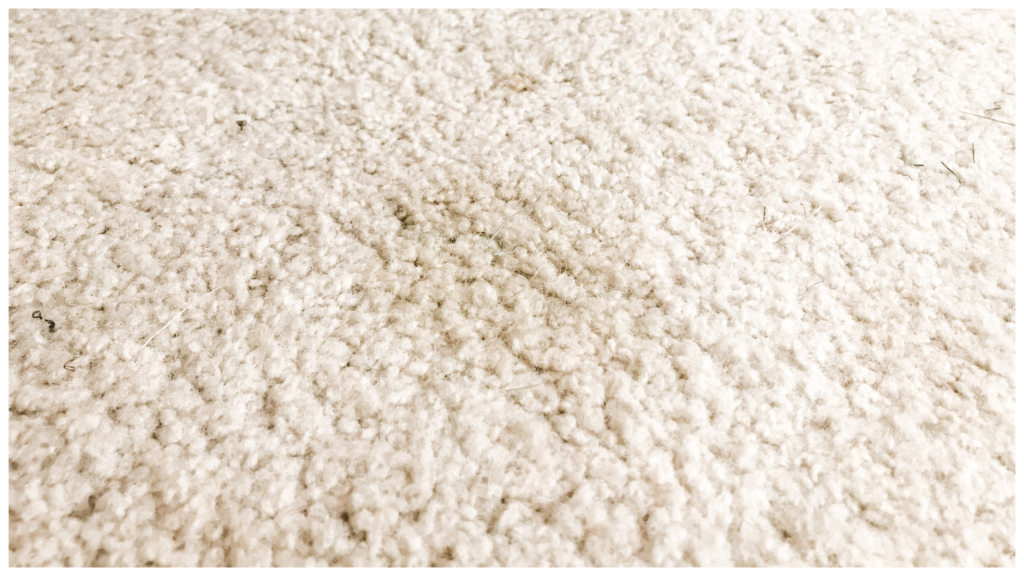 TriNova’s Pet Stain & Odor Remover Review