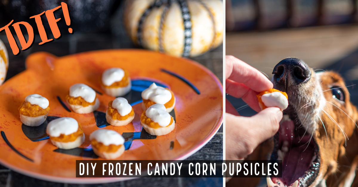 Halloween Dog Treats: Candy Corn Dog Popsicles!