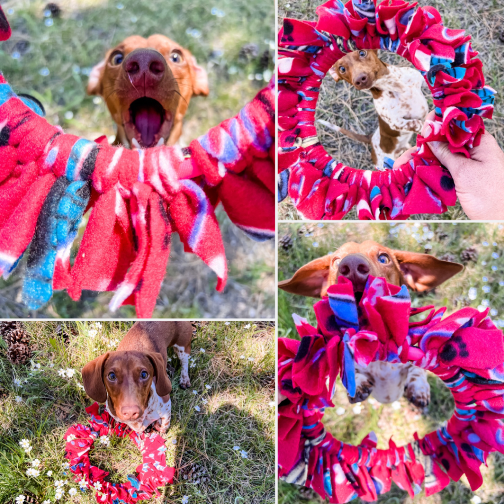 diy dog frisbee