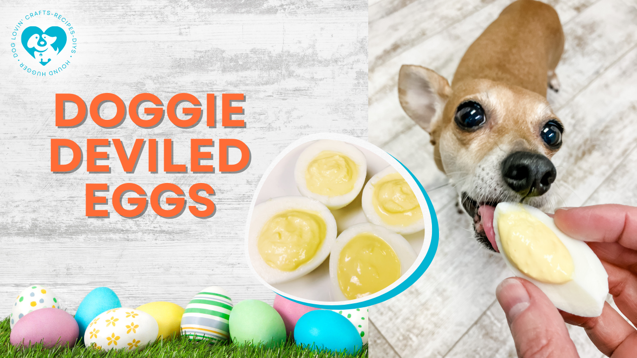 Hard boiled best sale eggs for dogs